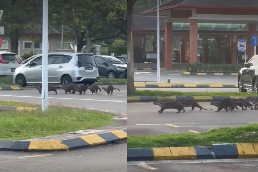 Tưởng mèo từ cống chui lên , nhưng khi bị cắn người phụ nữ mới hốt hỏang nhận ra con rái cá - Ảnh 2.